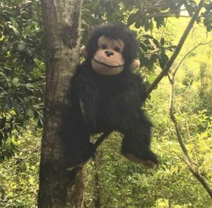 Bazil in tree